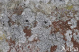 Opegrapha areniseda