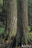 Westelijke hemlockspar (Tsuga heterophylla)