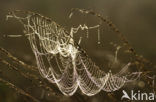 spider