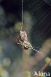 Wielwebspin (Araneus spec.)