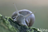 Wijngaardslak (Helix pomatia) 