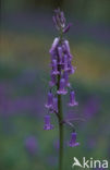 Bluebell (Scilla non-scripta)