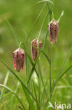 Wilde kievitsbloem (Fritillaria meleagris) 