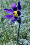 Pasqueflower (Pulsatilla vulgaris)