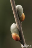 Willow (Salix)