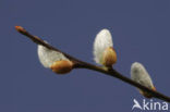 Willow (Salix)
