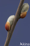 Willow (Salix)