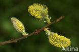 Wilg (Salix)