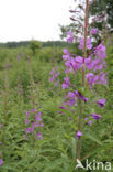 Wilgeroosje (Chamerion angustifolium)