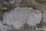 Haematomma ochroleucum