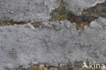 Haematomma ochroleucum
