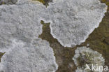 Haematomma ochroleucum