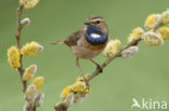 Witgesterde blauwborst