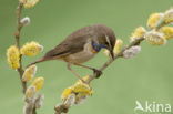 Witgesterde blauwborst