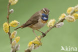 Witgesterde blauwborst