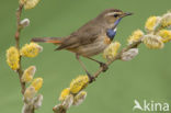 Witgesterde blauwborst