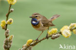 Witgesterde blauwborst