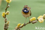 Witgesterde blauwborst