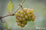 Grape-vine