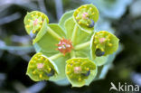 Wolfsmelk (Euphorbia spec.)