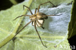 Wolfspin (Pardosa spec.)