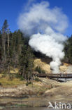 Yellowstone national park