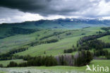 Yellowstone national park