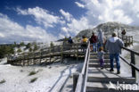 Yellowstone national park