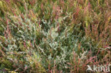 Sea Wood (Artemisia maritima)