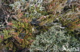 Zeealsem (Artemisia maritima)