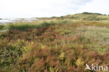 Glasswort (Salicornia spec)