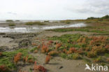 Glasswort (Salicornia spec)