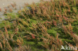 Glasswort (Salicornia spec)