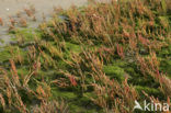 Zeekraal (Salicornia spec)