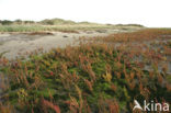 Glasswort (Salicornia spec)