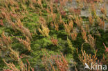 Glasswort (Salicornia spec)