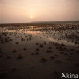 Glasswort (Salicornia spec)