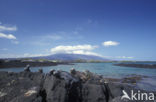 Marine Iguana (Amblyrhynchus cristatus) 