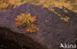 Zeewier spec. (Fucus spec.)