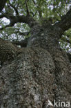 Zomereik (Quercus robur)