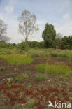 Zonnedauw (Drosera spec.)