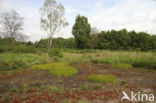 Zonnedauw (Drosera spec.)