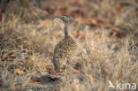 Zuidafrikaanse Kuiftrap (Eupodotis ruficrista)