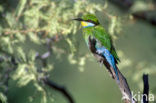 Swallow-tailed Bee-eater (Merops hirundineus)