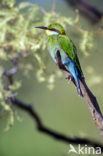 Swallow-tailed Bee-eater (Merops hirundineus)