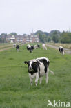 Mottled Cow (Bos domesticus)