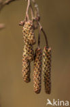 Zwarte els (Alnus glutinosa)