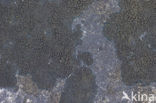 Ink lichen (Placynthium nigrum)