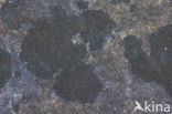 Ink lichen (Placynthium nigrum)
