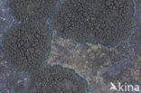 Zwarte grafkorst (Placynthium nigrum)